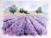 Nr. 188 Lavendelfeld, Format: 30 x 40 cm, Preis (Bild einlaminiert): 50 €