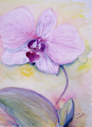 Nr. 76 Orchidee, Format: 30 x 40 cm, vergeben